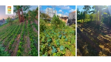 Linhão Agroecológico | Jaguaré | RP-UPSR-0068